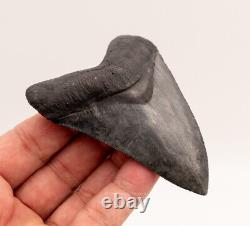 FINEST Florida Megalodon Shark Tooth 4.05 0696