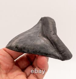 FINEST Florida Megalodon Shark Tooth 4.05 0696