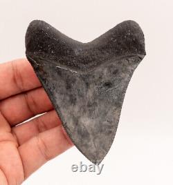 FINEST Florida Megalodon Shark Tooth 4.05 0696