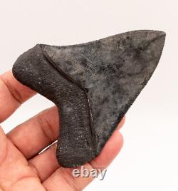 FINEST Florida Megalodon Shark Tooth 4.05 0696