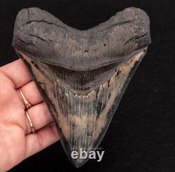 FINEST Megalodon Shark Tooth from SC 5.22 1153