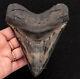 Finest Megalodon Shark Tooth From Sc 5.22 1153