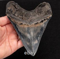 FINEST Megalodon Shark Tooth from SC 5.22 1153