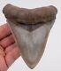 Fine South Carolina Megalodon Shark Tooth
