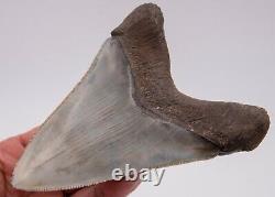 FINE South Carolina Megalodon Shark Tooth