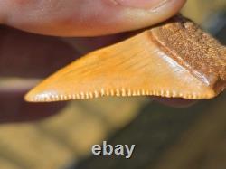 FLASH SALE! Orange Color Ancient Great White Shark Tooth Fossil Not Megalodon