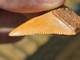 Flash Sale! Orange Color Ancient Great White Shark Tooth Fossil Not Megalodon
