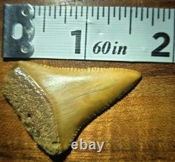 FLASH SALE! Orange Color Ancient Great White Shark Tooth Fossil Not Megalodon