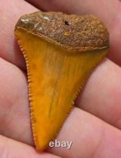 FLASH SALE! Orange Color Ancient Great White Shark Tooth Fossil Not Megalodon
