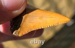 FLASH SALE! Orange Color Ancient Great White Shark Tooth Fossil Not Megalodon