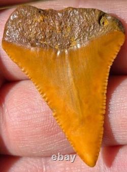 FLASH SALE! Orange Color Ancient Great White Shark Tooth Fossil Not Megalodon