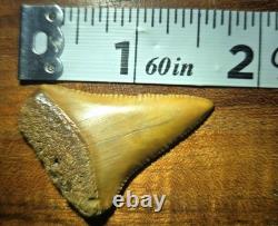 FLASH SALE! Orange Color Ancient Great White Shark Tooth Fossil Not Megalodon