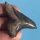 Fossil Hemipristis Tooth? 2+ Bone Valley Fl? Snaggletooth Megalodon Era T120