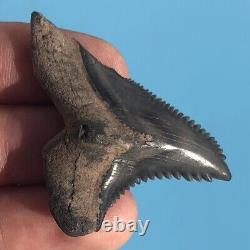FOSSIL HEMIPRISTIS TOOTH? 2+ BONE VALLEY FL? Snaggletooth Megalodon Era t120