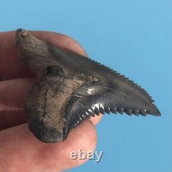 FOSSIL HEMIPRISTIS TOOTH? 2+ BONE VALLEY FL? Snaggletooth Megalodon Era t120