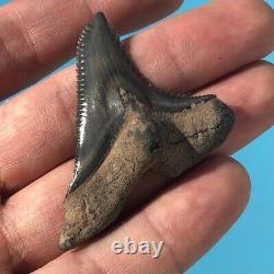 FOSSIL HEMIPRISTIS TOOTH? 2+ BONE VALLEY FL? Snaggletooth Megalodon Era t120