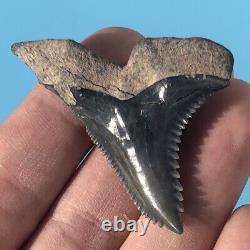 FOSSIL HEMIPRISTIS TOOTH? 2+ BONE VALLEY FL? Snaggletooth Megalodon Era t120