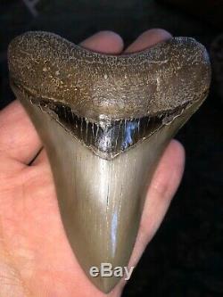 Fantastic Georgia Megalodon Shark Tooth