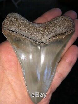 Fantastic Georgia Megalodon Shark Tooth