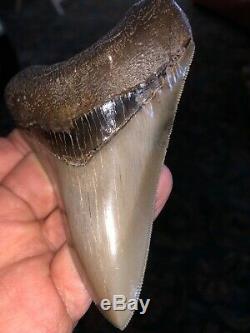 Fantastic Georgia Megalodon Shark Tooth