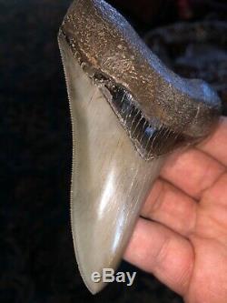 Fantastic Georgia Megalodon Shark Tooth