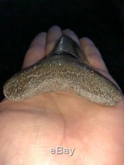 Fantastic Georgia Megalodon Shark Tooth