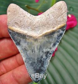 Fantastic Marbled Bone Valley Megalodon Tooth Florida fossil Shark teeth Gem