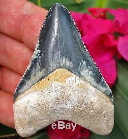 Fantastic Marbled Bone Valley Megalodon Tooth Florida fossil Shark teeth Gem
