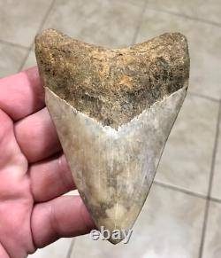 Far, Far Rarer & Sweet River Find Indonesian Megalodon Sharktooth Fossil