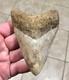 Far, Far Rarer & Sweet River Find Indonesian Megalodon Sharktooth Fossil