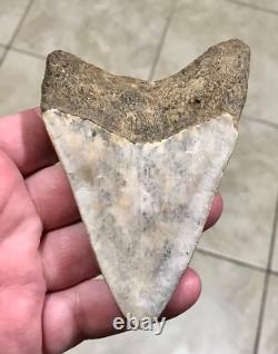 Far, Far Rarer & Sweet River Find Indonesian Megalodon Sharktooth Fossil