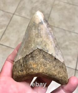 Far, Far Rarer & Sweet River Find Indonesian Megalodon Sharktooth Fossil