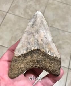 Far, Far Rarer & Sweet River Find Indonesian Megalodon Sharktooth Fossil