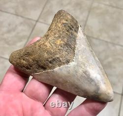 Far, Far Rarer & Sweet River Find Indonesian Megalodon Sharktooth Fossil