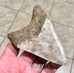 Far, Far Rarer & Sweet River Find Indonesian Megalodon Sharktooth Fossil