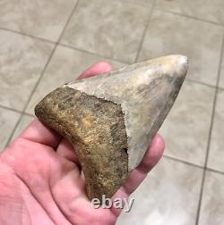 Far, Far Rarer & Sweet River Find Indonesian Megalodon Sharktooth Fossil