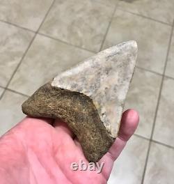 Far, Far Rarer & Sweet River Find Indonesian Megalodon Sharktooth Fossil