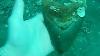 Finding A 5 7 8 Megalodon Tooth From The World S Largest Shark