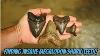 Finding Huge Megalodon Shark Teeth In A Florida Creek
