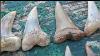 Finding Shark Teeth In California Insane Fossil Shark Tooth Haul Rockhounding In Bakersfield Ca