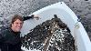 Flood Exposes Treasure On The River Bottom Shark Teeth U0026 Mastodon