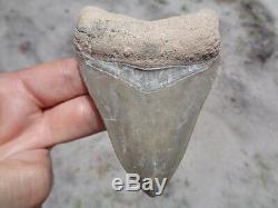 Florida Fossil 3 9/16 Bone Valley Megalodon Meg Shark Tooth Teeth