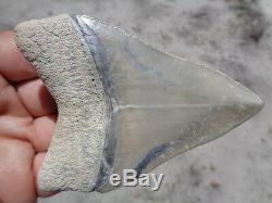 Florida Fossil 3 9/16 Bone Valley Megalodon Meg Shark Tooth Teeth
