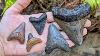 Florida Fossil Hunting Megalodon Shark Tooth Insanity
