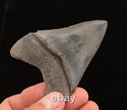 Florida Land Site Megalodon Shark Tooth 3.64 0697
