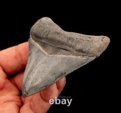 Florida Land Site Megalodon Shark Tooth 3.64 0697
