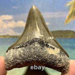 Florida Megalodon Shark Tooth Collector Quality No Restoration or Repair