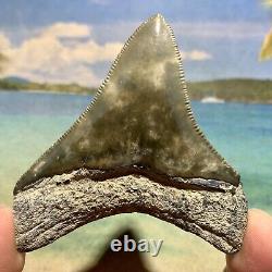 Florida Megalodon Shark Tooth Collector Quality No Restoration or Repair