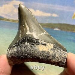 Florida Megalodon Shark Tooth Collector Quality No Restoration or Repair