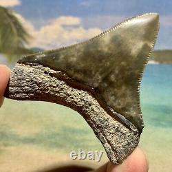 Florida Megalodon Shark Tooth Collector Quality No Restoration or Repair